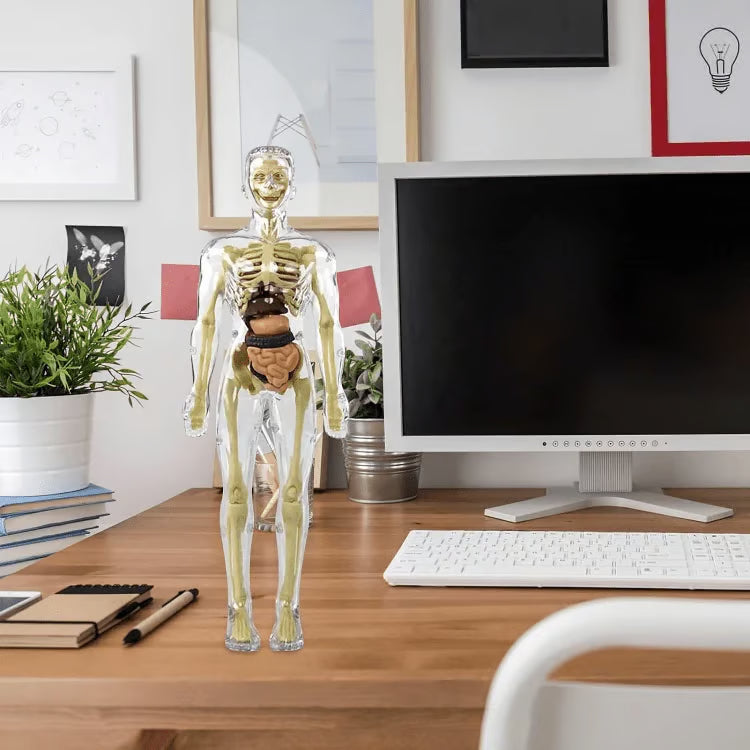 Clear Human Body Structure Model ~ Way cooler than a textbook.