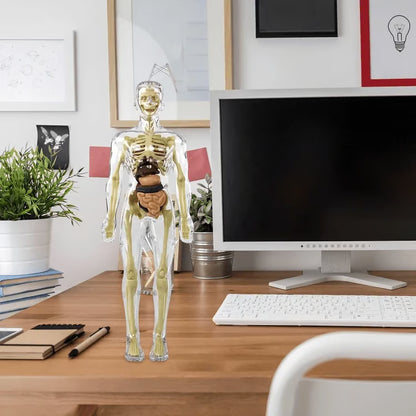 Clear Human Body Structure Model ~ Way cooler than a textbook.