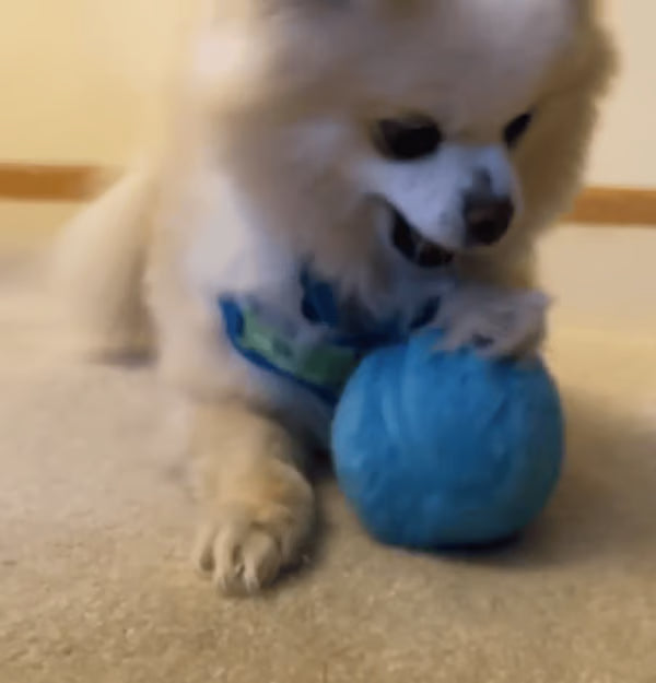 Anti-Anxiety Automatic Moving Ball ~ Unleash nonstop zoomies without lifting a finger.