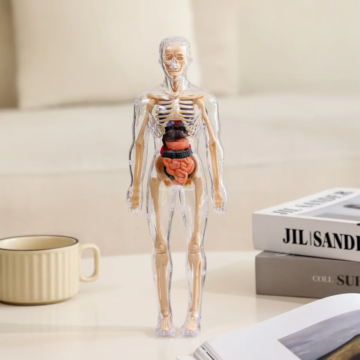 Clear Human Body Structure Model ~ Way cooler than a textbook.