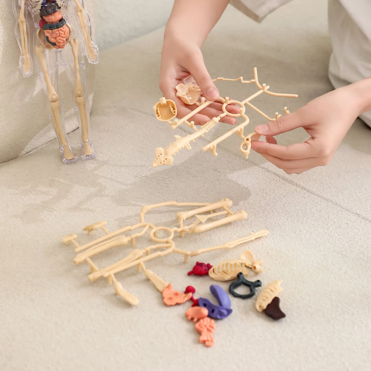 Clear Human Body Structure Model ~ Way cooler than a textbook.