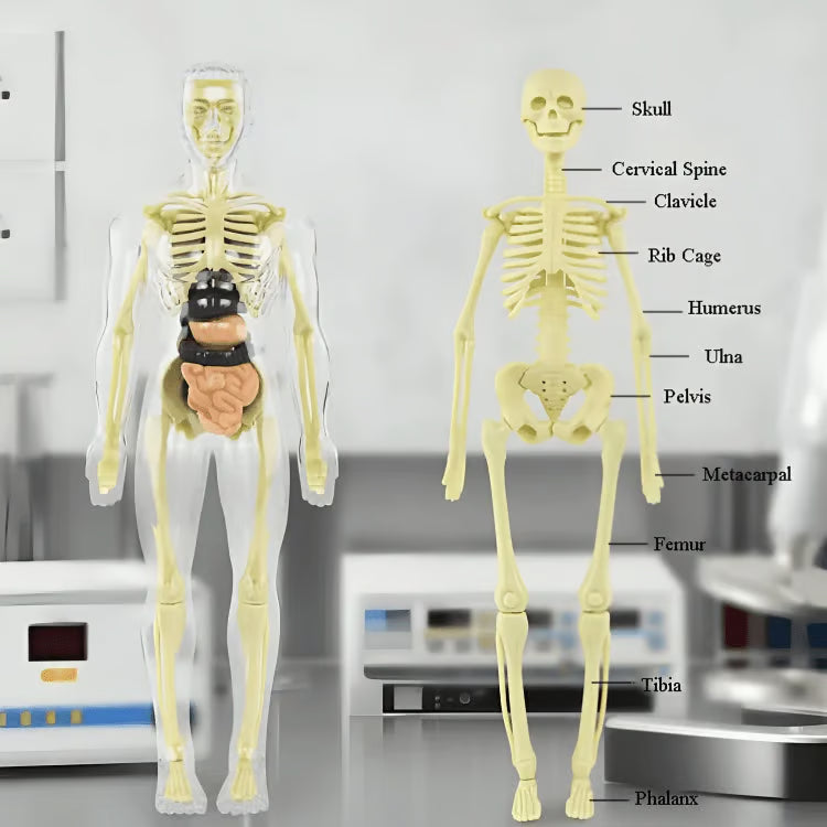 Clear Human Body Structure Model ~ Way cooler than a textbook.