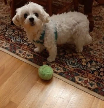 Anti-Anxiety Automatic Moving Ball ~ Unleash nonstop zoomies without lifting a finger.